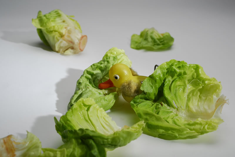 Matinee chicken salad 09